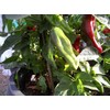 Gernika Pepper 10+ Seeds