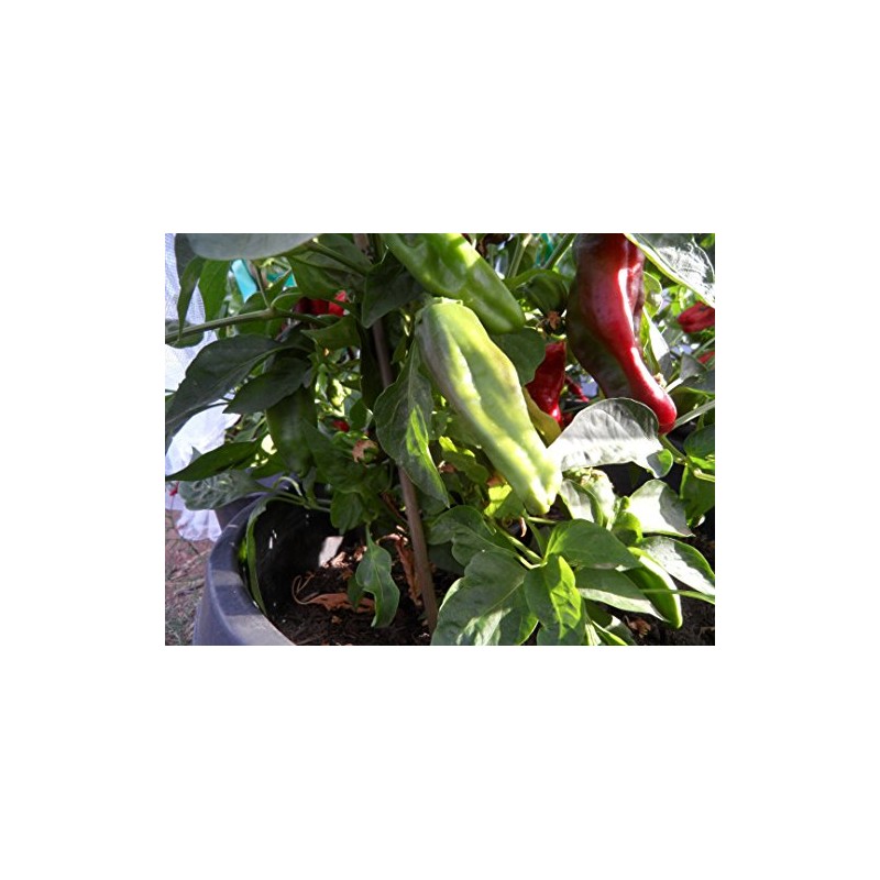 Gernika Pepper 10+ Seeds