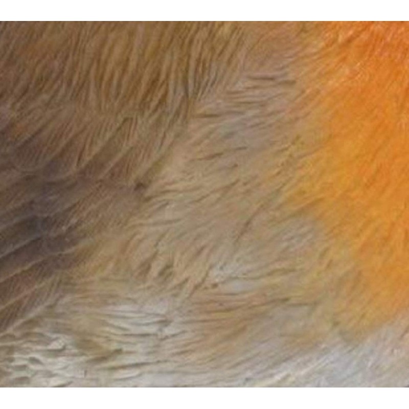 Vivid Arts British Birds Robin Size F