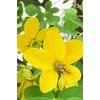KHADI - Herbal Hair Colour Light Blond - Long-lasting -