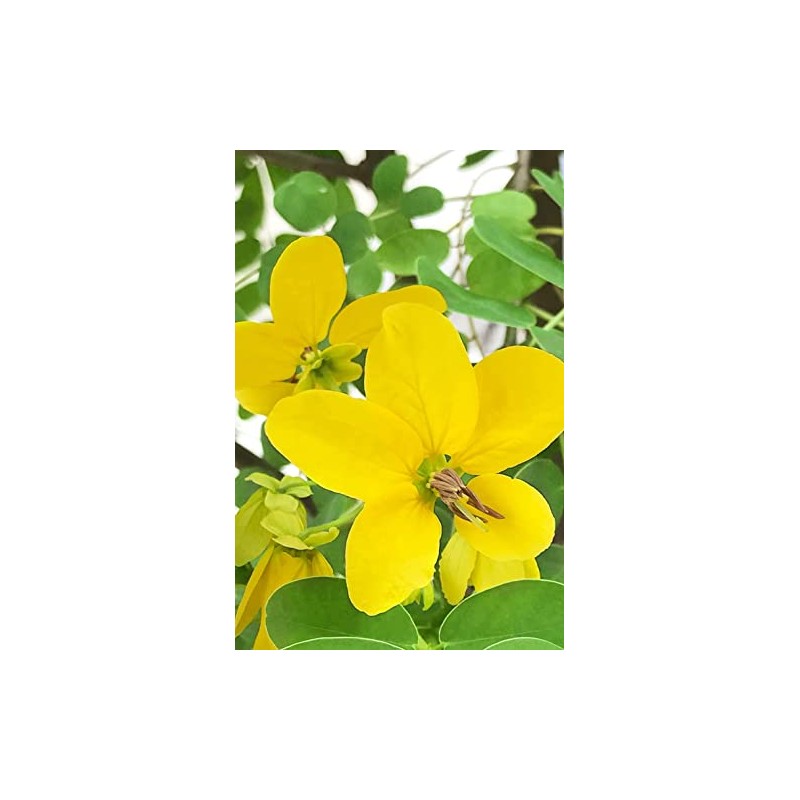 KHADI - Herbal Hair Colour Light Blond - Long-lasting -