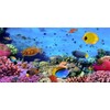 Renaiss 3 x 1.5 m Under the Sea Background Aquarium