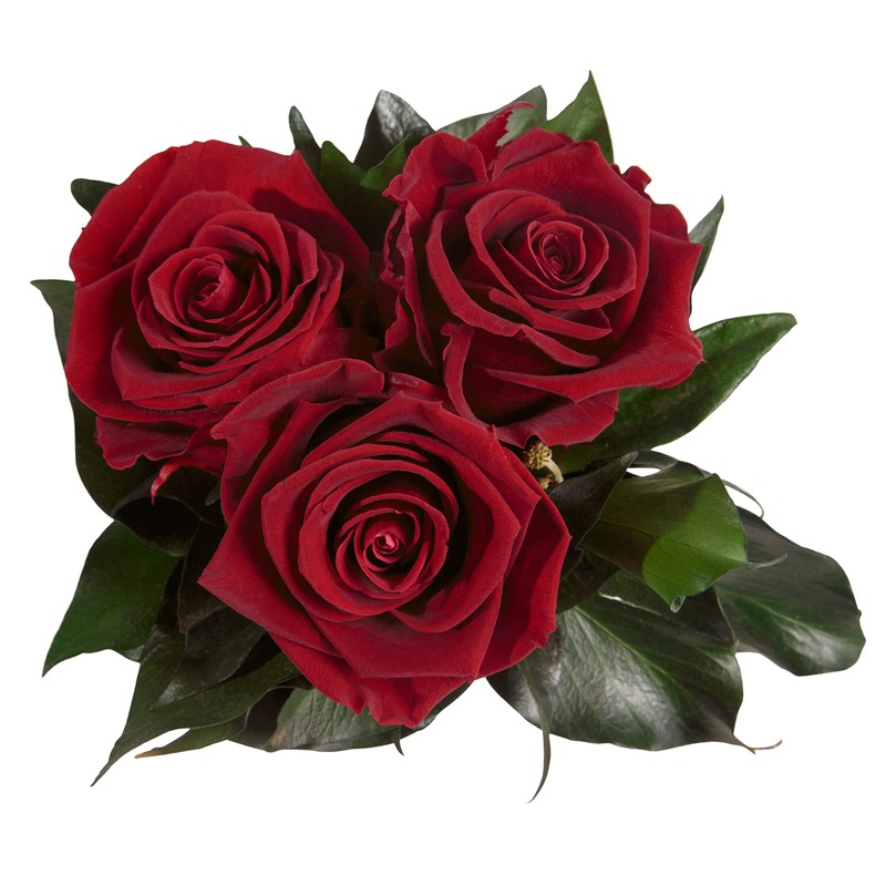 ROSEMARIE SCHULZ Heidelberg Infinity Rose Box White Round Preserved Flowers
