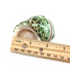 PEPPERLONELY 2 PC Natural Large Hermit Crab Shells, Banded Green