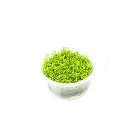 Ultum Nature Systems Hemianthus callitrichoides 'Cuba' (Dwarf Baby Tears) in Vitro Tissue Culture Cup