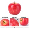 apple samples apple model artificial apple artificial fruit food sample