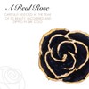 Forever Rose Real Rainbow Rose, Genuine One of a Kind