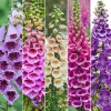 Freshseed Foxy Foxglove Mixed Colors 500 seeds pkt