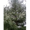 Maine Forest & Farm 4oz MAINE DRIED EASTERN WHITE PINE