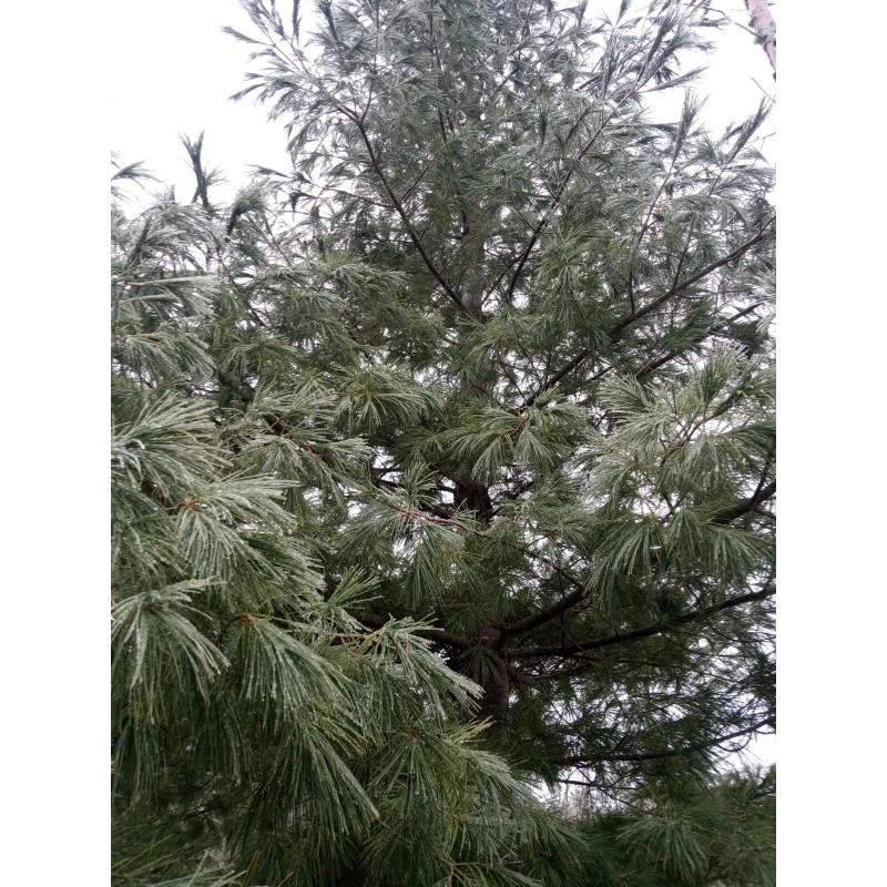 Maine Forest & Farm 4oz MAINE DRIED EASTERN WHITE PINE
