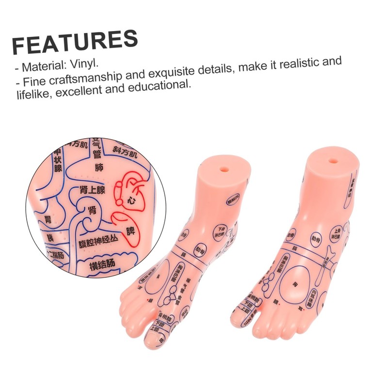 SAFIGLE Foot Massage Model for Acupoint Teaching Realistic Display Lifelike