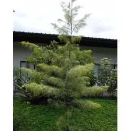 Georgiavines Casuarina equisetifolia Coastal She-Oak Tree Horsetail She-Oak 30 seeds