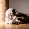 Vealind GiGwi Electronic Pet Toy for Dogs and Cats, Lifelike