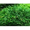 Cryptocoryne Parva Crypt Parva Easy Live Aquarium Plants BUY 2