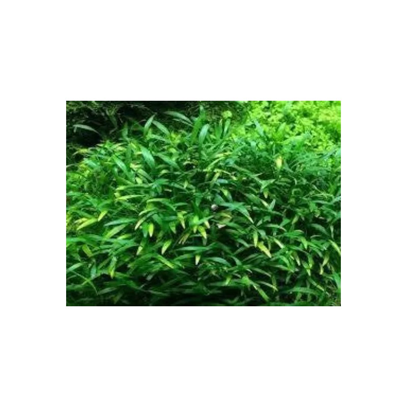 Cryptocoryne Parva Crypt Parva Easy Live Aquarium Plants BUY 2