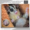 Abbylike 2 Pcs Sugar Glider Nail Trimmer Nails Trimming Pouch