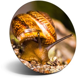Destination Vinyl ltd Magnet for Refrigerator, Fridge - Cute Garden Snail Nature Fun for Office, Cabinet and Whiteboard, Magnetic Stickers, 2047