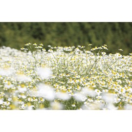 KAMITSUREN Natural Skin Lotion 4.1 fl oz (120 ml)