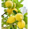 Generic 30pcs Perfume Lemon Seeds - Grow Your Own Bonsai