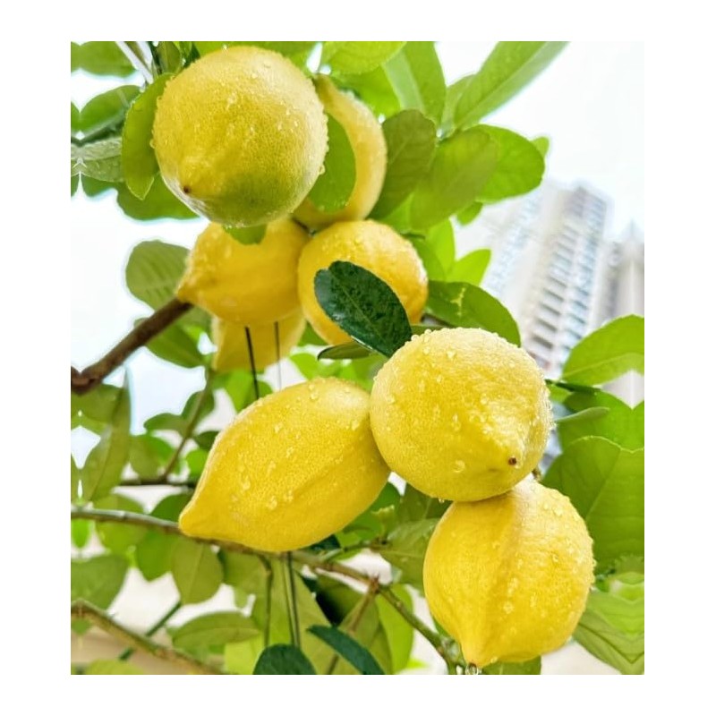 Generic 30pcs Perfume Lemon Seeds - Grow Your Own Bonsai