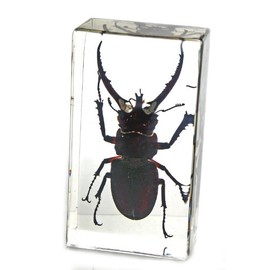 Stag Beetle Paperweight (2.9x1.6x1")