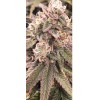 Athena Pro Line Nutrient Set Grow, Core, Bloom (1 ea.