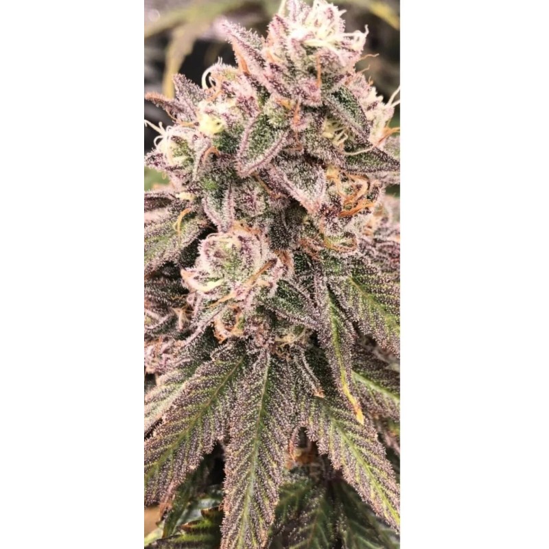 Athena Pro Line Nutrient Set Grow, Core, Bloom (1 ea.