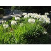 Agapanthus Getty White - 3 Live Plants - Blooming Groundcover