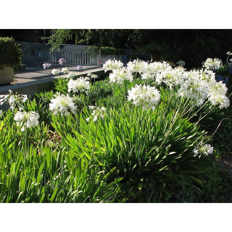 Agapanthus Getty White - 3 Live Plants - Blooming Groundcover