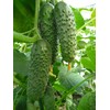 22Day Seeds: Seeds Cucumber Titus F1 Open-Pollinated / 45 Days/Non
