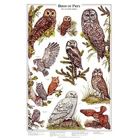 Owls of North America Bird Poster and Identification Chart Vol 2 - Artist: Karen Pidgeon