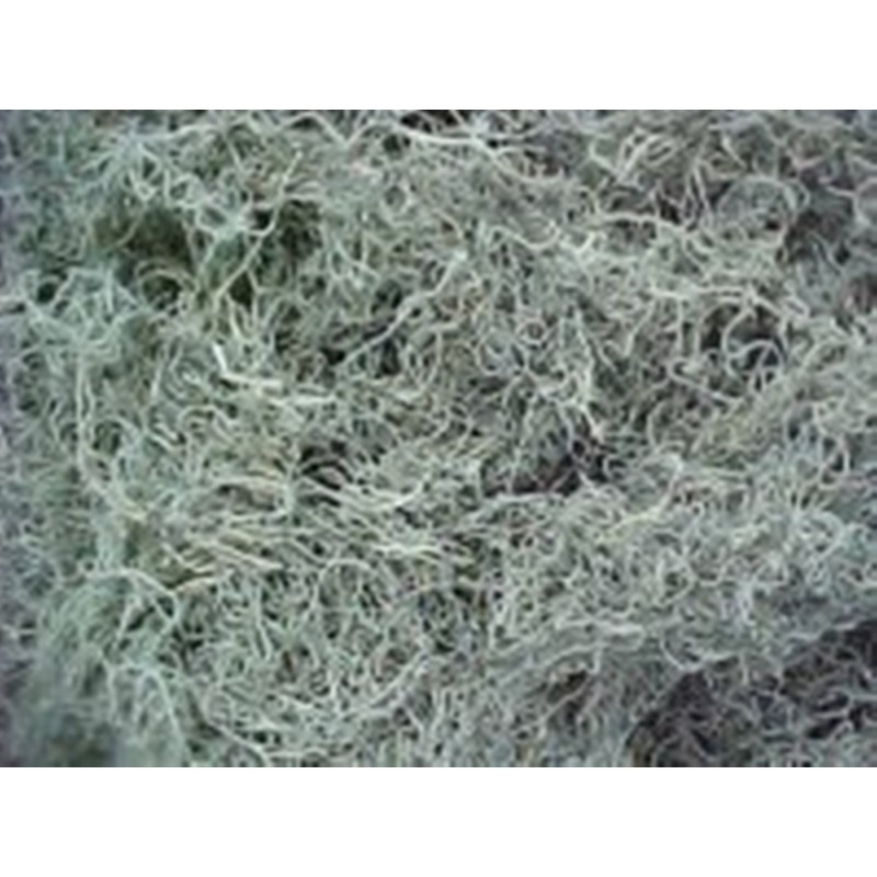 Fresh Spanish Moss for Crafts, displays, Costumes, and Floral Arrangements