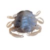 Berkley Gulp! Peeler Crab Soft Bait - Molting - 2in