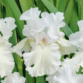 Immortality Bearded Iris Plant Potted - Repeat Blooms! Fragrant Pure White Flowers - Easy to Grow Perennial
