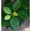 American Plant Exchange Ficus Ginseng Microcarpa Easy Care 4 Year