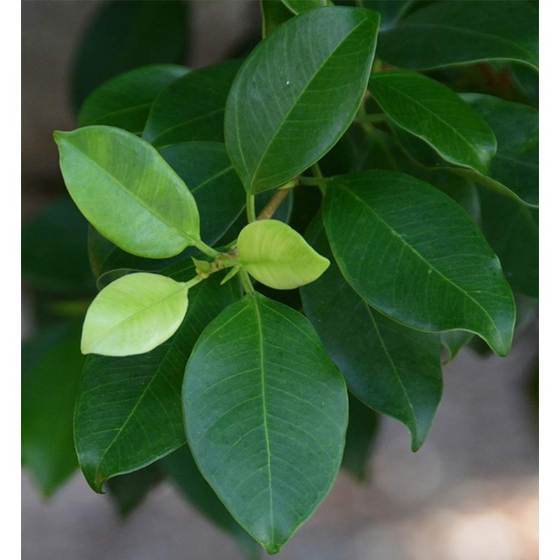 American Plant Exchange Ficus Ginseng Microcarpa Easy Care 4 Year