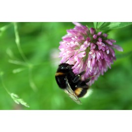 Clover Honey Tuscany Italy Honey Sweet and Creamy Honey Spread 500 g