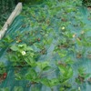 Tenax Ortoflex 5 x 8 m Green Bird Protection Net