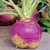 Sunshine Seeds American Purple Top Rutabaga seeds (200) / ORGANIC
