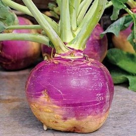 Sunshine Seeds American Purple Top Rutabaga seeds (200) / ORGANIC / FLORIDA GROWN