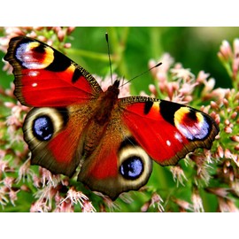 Edition Colibri Postcard Set Animals: Butterflies (6 Postcards) – Ideal for Collectors and Postcrossing