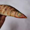 pcb pepper food sample autumn sword fish grilled fish food