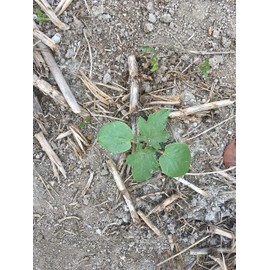 Castor Bean Plant Palma Christi - Ricinus Castor Bean, Ricinus communis, Castor Oil Plant, Plant MASKRETI
