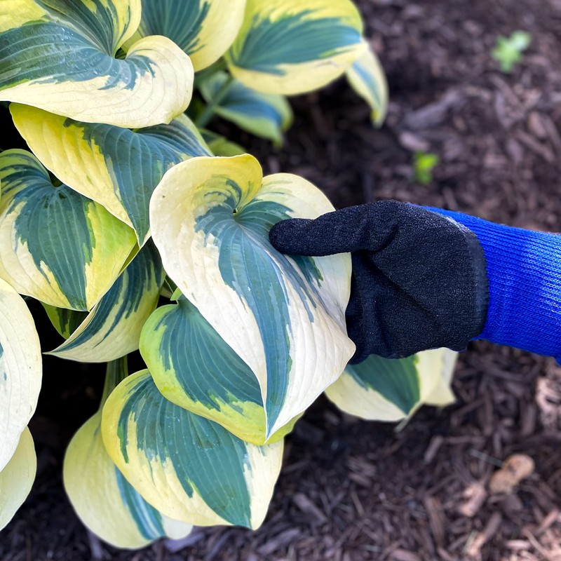 Wells Lamont Men's Coated Grip Work Gloves with Latex Coating,