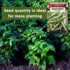 Sow Right Seeds - Bulk Contender Bush Green Bean Seeds