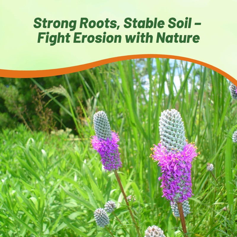 Outsidepride Purple Prairie Clover Seeds - 1000 Pcs Perennial Seeds