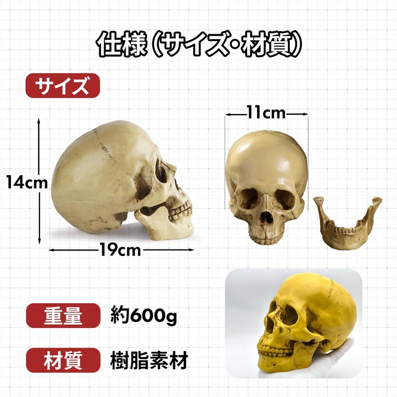 GlowBit Horror Halloween Ornament, Human Body Model, Candid Decoration, Skull,