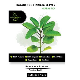 60 Dried Kalanchoe Pinnata Leaves Tea Bags Healthy Pure Leaves 100% Pure & Natural Tea Bags- Cultivated From Sri Lanka And Gluten Free - 100% Pure, Premium Qulaty And Herbal Tea Bags