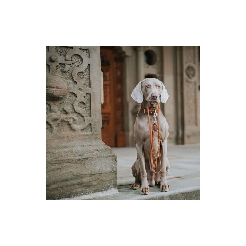 HUNTER Leash Solid Education, 16/150 Soft genuine cow leather, cognac