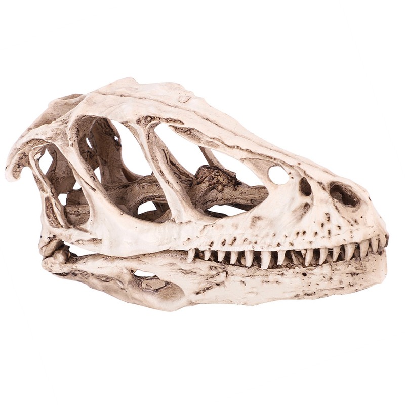 Resin Dinosaur Skull Model Simulated Animal Skeleton Home Office Decor